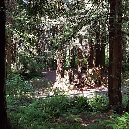 Emerald Forest Cabins Trinidad Room photo