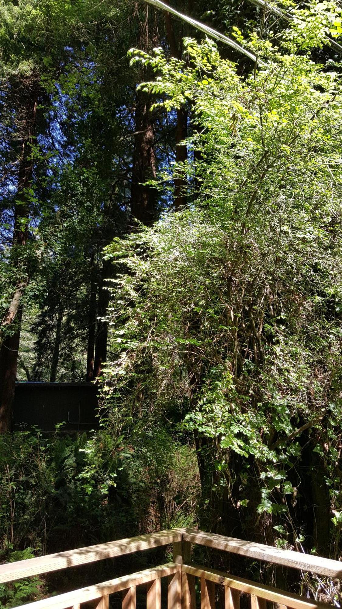 Emerald Forest Cabins Trinidad Room photo