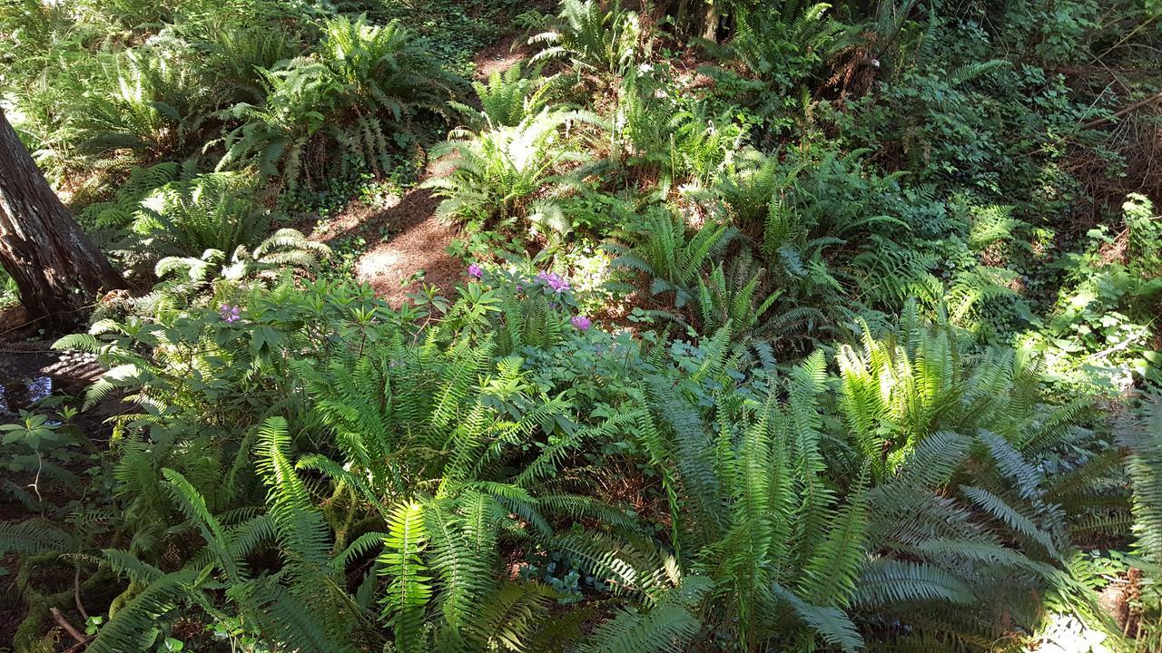 Emerald Forest Cabins Trinidad Room photo
